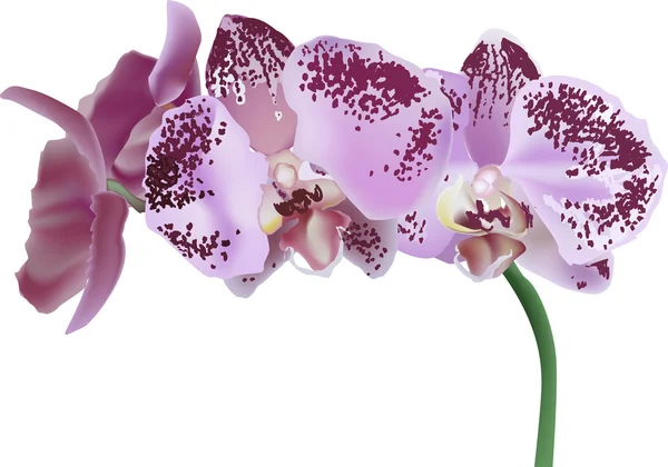 Flor de orquídea rosa — Vector de stock