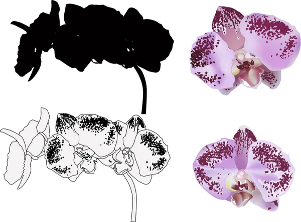 Orquídeas manchadas — Vector de stock