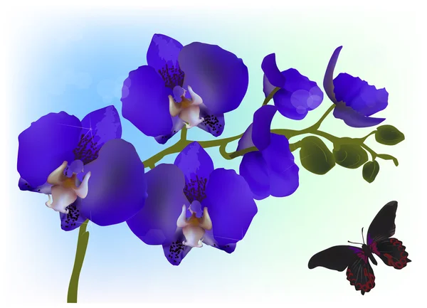 Flores de orquídea azul — Archivo Imágenes Vectoriales
