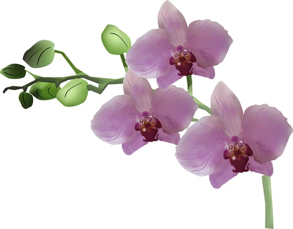 Orchidea rosa — Vettoriale Stock