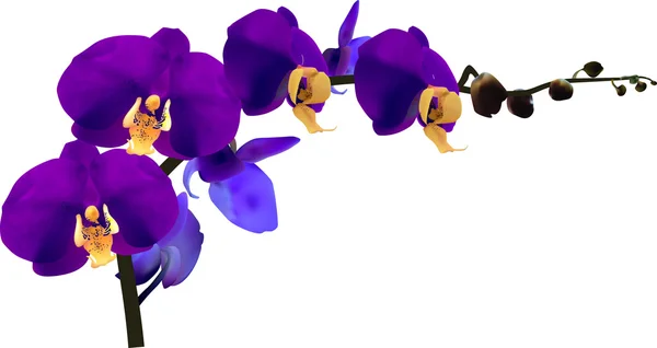 Orquídea violeta escura — Vetor de Stock