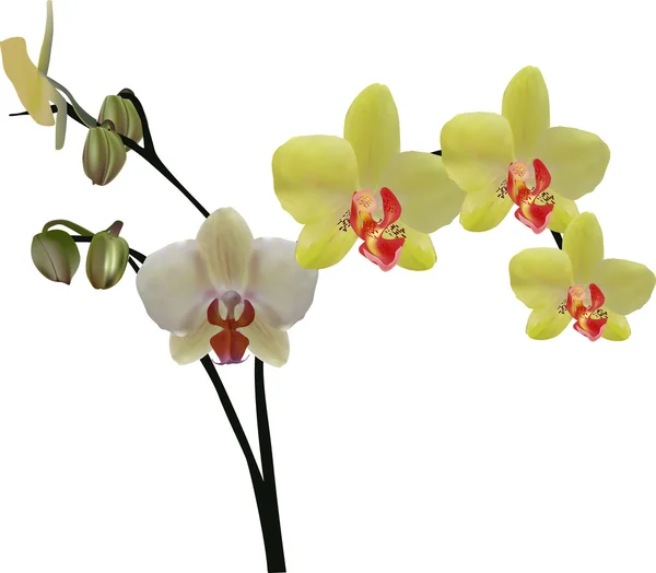 黄色の蘭の花 — ストックベクタ