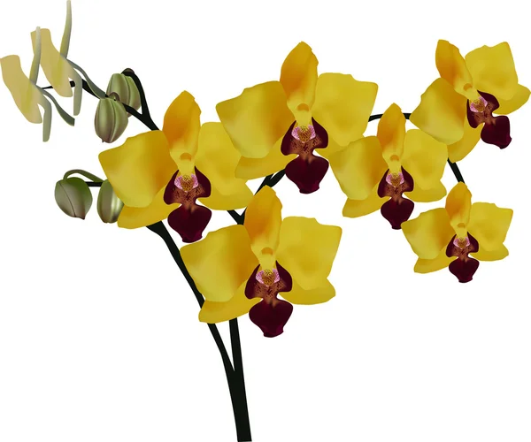 Gul orkidéer — Stock vektor