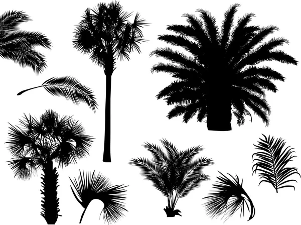 Silhouetten von Palmblättern — Stockvektor