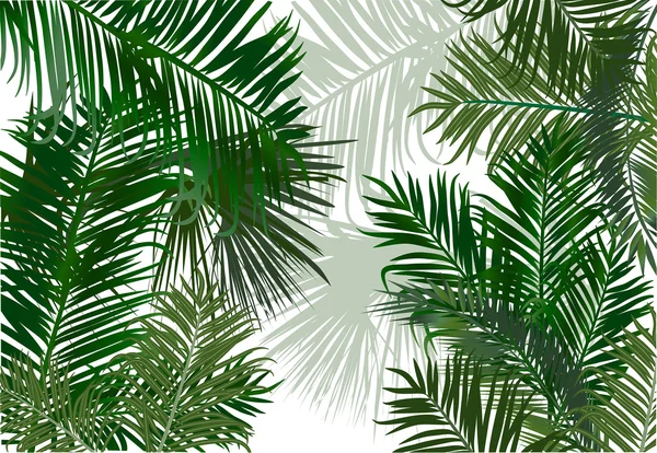 Palm en fern bladeren — Stockvector