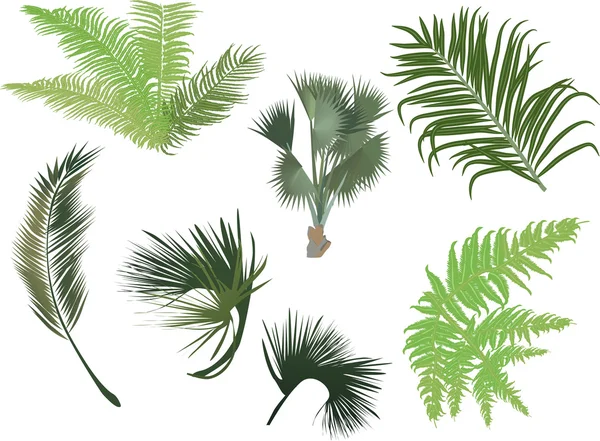 Groene bladeren van de palm en fern — Stockvector