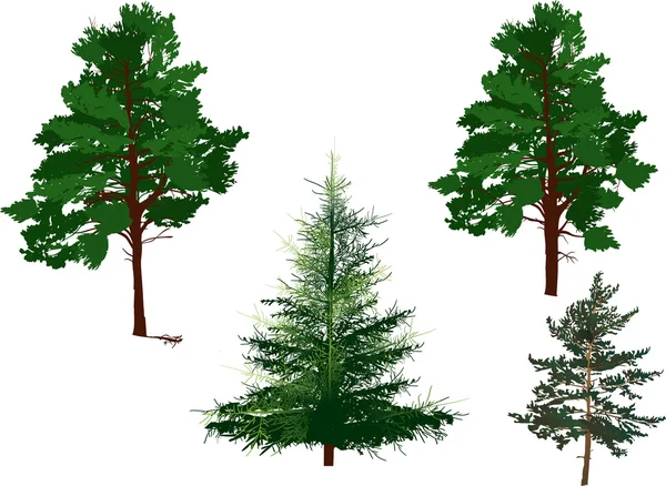 Evergreen trees — Stock Vector