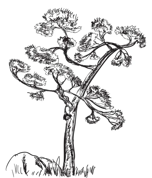 소나무 스케치 — 스톡 벡터