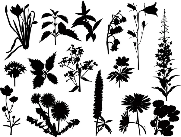 黒の野生の花のコレクション — ストックベクタ