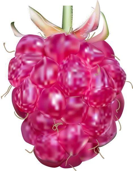 Framboise mûre rouge — Image vectorielle