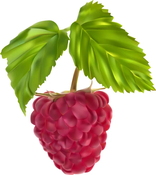 Framboise mûre rouge — Image vectorielle