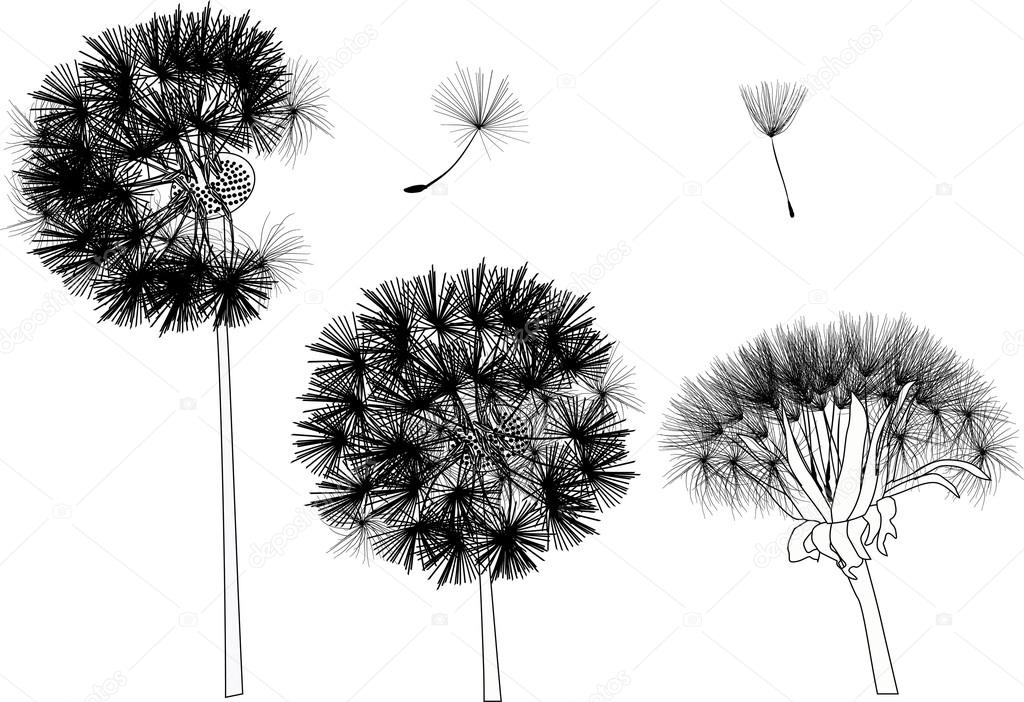 black dandelions