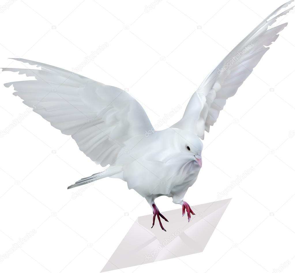 Dove with white mail
