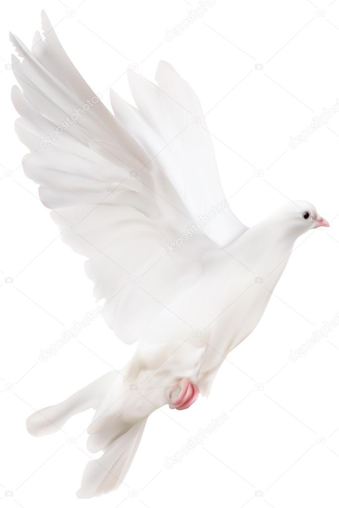 White pigeon