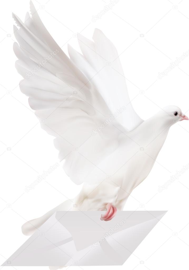 White pigeon