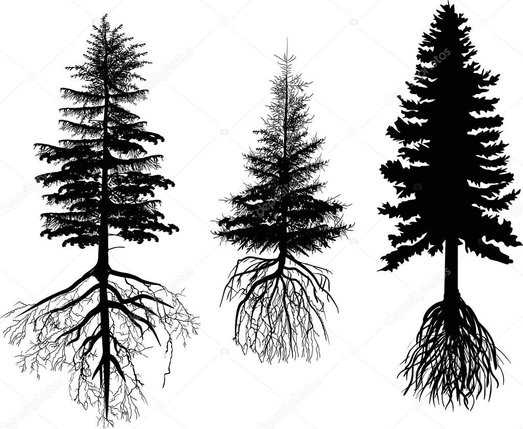 firs with roots