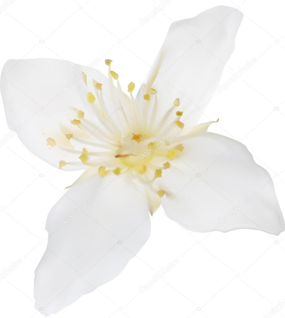 Jasmine flower Stock Vector by ©Dr.PAS 55585809, image size:917x1023