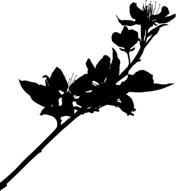 sakura siluet
