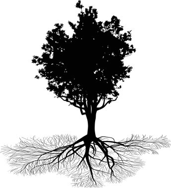 Meşe büyük kök ile