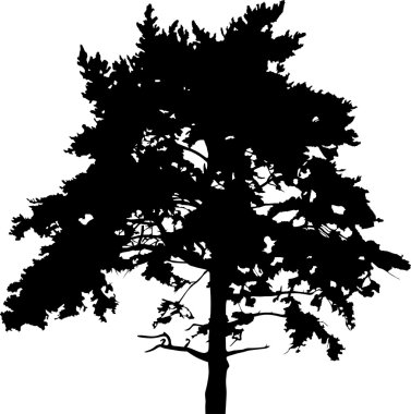 çam ağacı silueti
