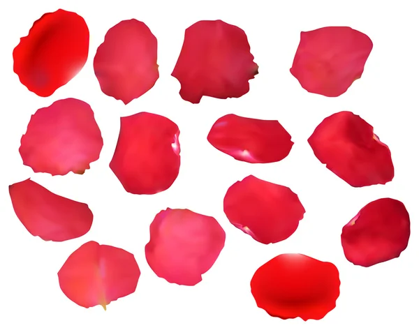 Rose petals — Stock Vector