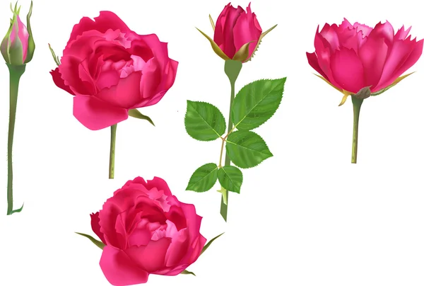 Fleurs roses lumineuses — Image vectorielle