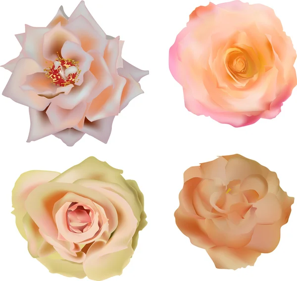 Rosas ligeras — Archivo Imágenes Vectoriales