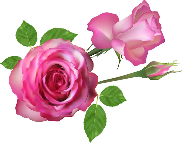 Rosas de color rosa claro — Vector de stock