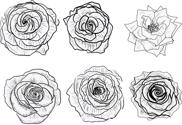 Bocetos de rosas — Archivo Imágenes Vectoriales