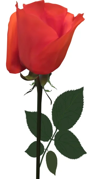 Bermellón rosa flor — Vector de stock