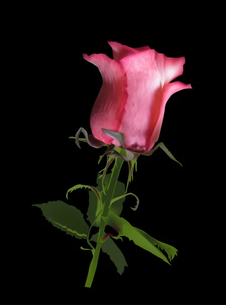 Różowy kwiat róży — Wektor stockowy