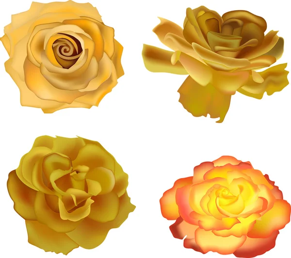 Yellow roses — Stock Vector