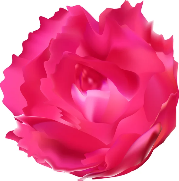 Rosa rosa fiore — Vettoriale Stock