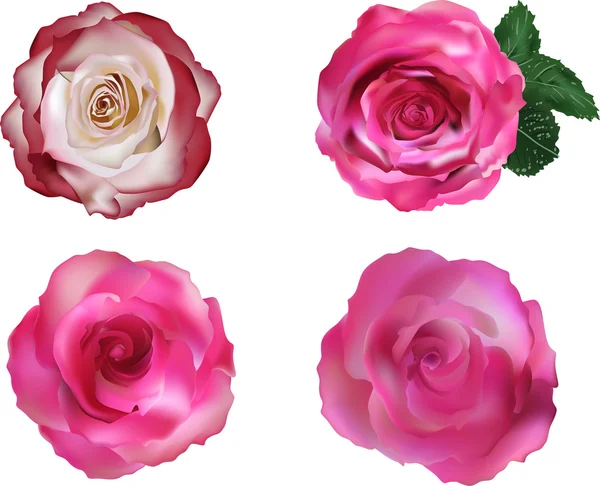 Four  pink roses — Stock Vector