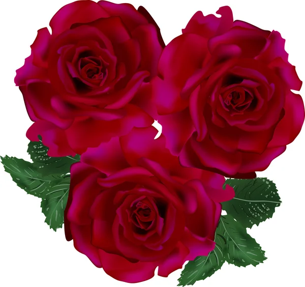 Темно-красные розы — стоковый вектор