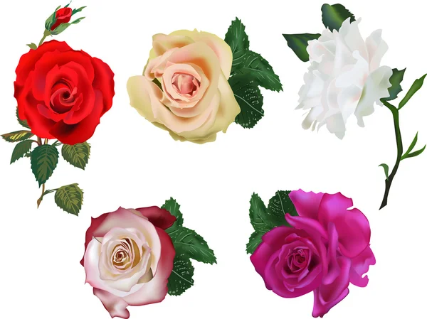 Five color roses — Stock Vector