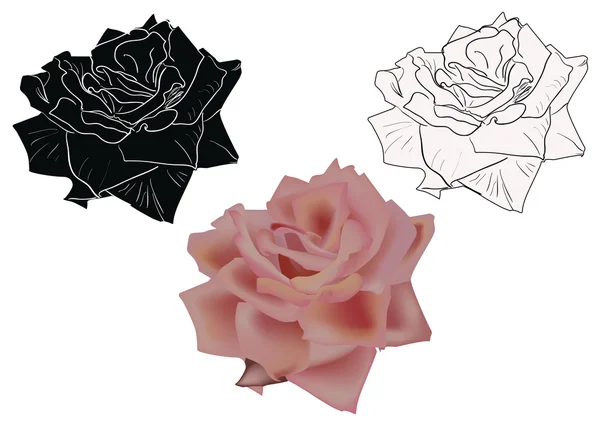 Rosa crema y bocetos — Vector de stock