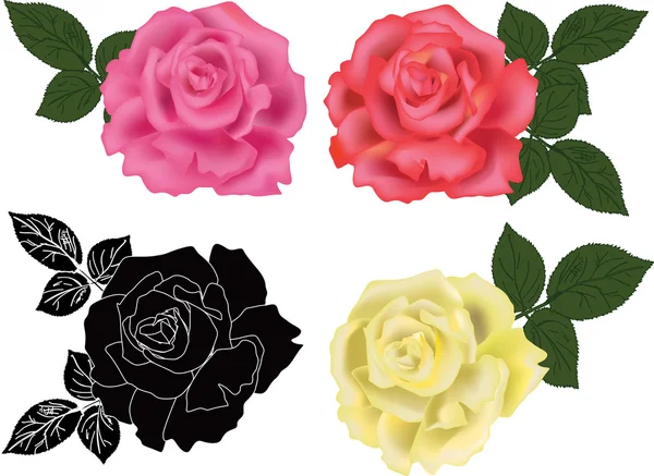 Rosa cuatro colores — Vector de stock