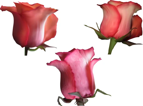 Fleurs de roses rouge foncé — Image vectorielle