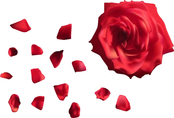 Rose rouge fleur avec pétales — Image vectorielle