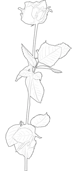 Sketch of rose flower — Stock Vector
