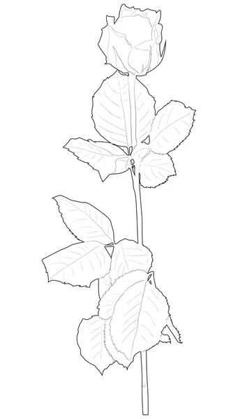Sketch of rose flower — Stock Vector