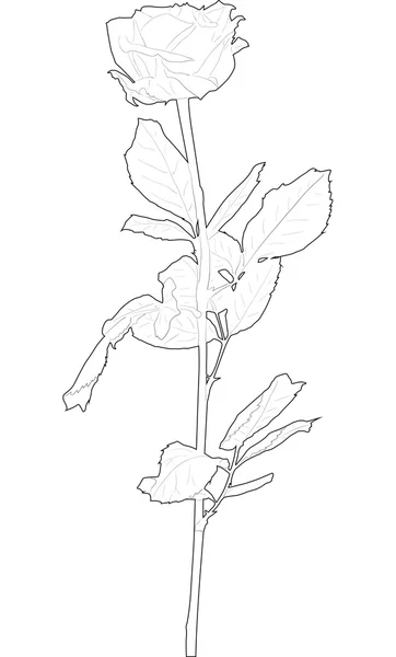 Schets van rose bloem — Stockvector