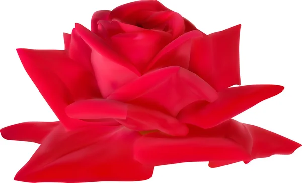 Flor de rosa roja — Vector de stock