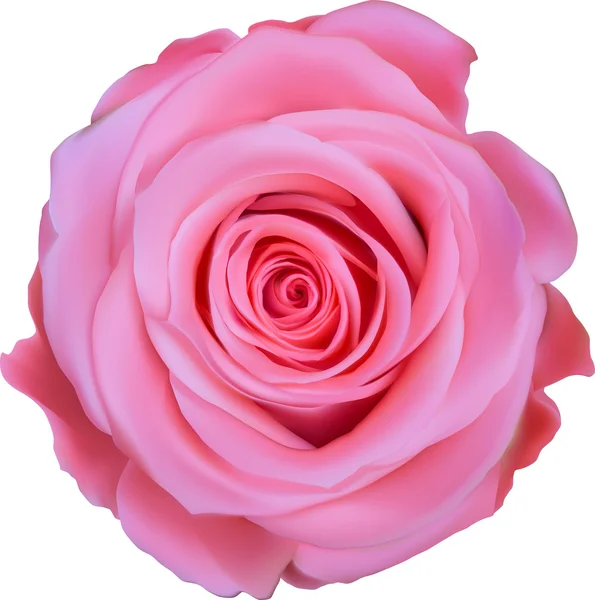 Rose rose — Image vectorielle