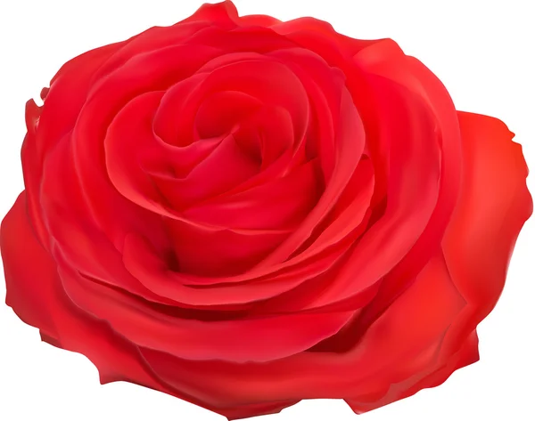 Flor de rosa roja — Vector de stock