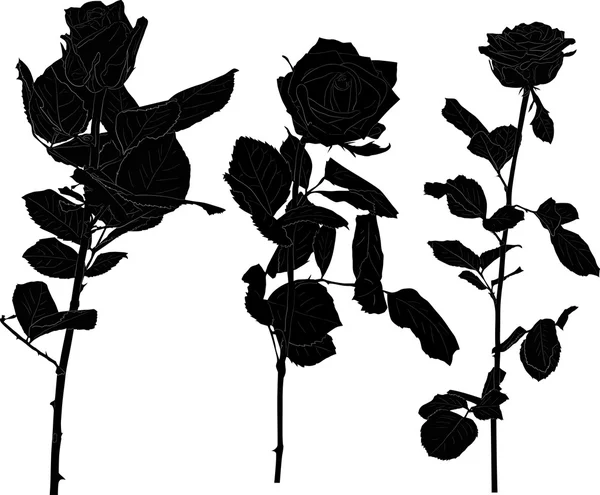 Flores de rosa — Archivo Imágenes Vectoriales