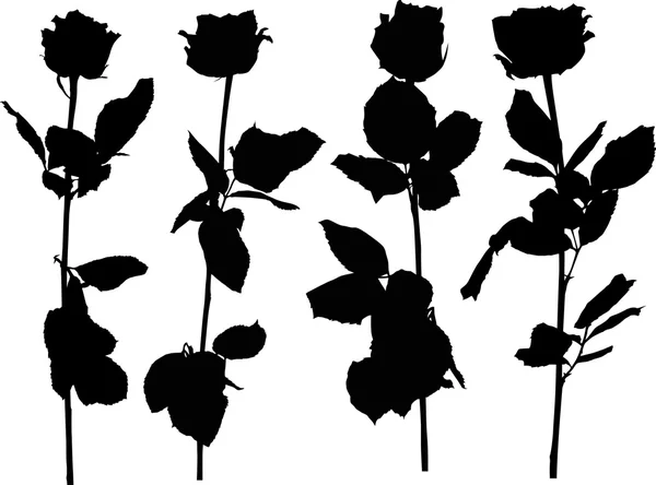 Flores de rosa — Archivo Imágenes Vectoriales