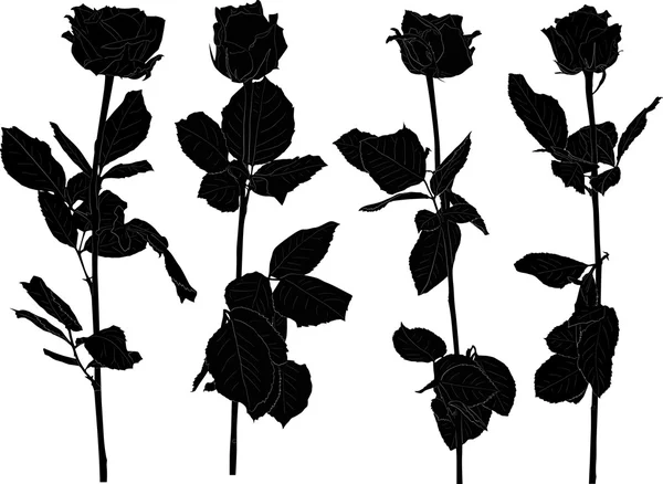 Flores de rosa — Archivo Imágenes Vectoriales