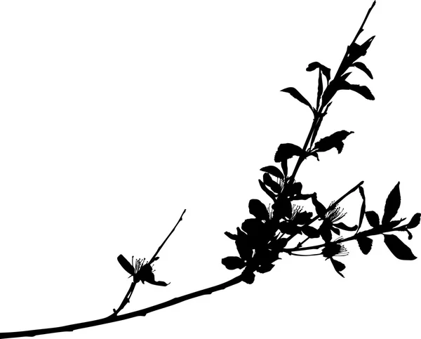 Silhouette sakura — Image vectorielle